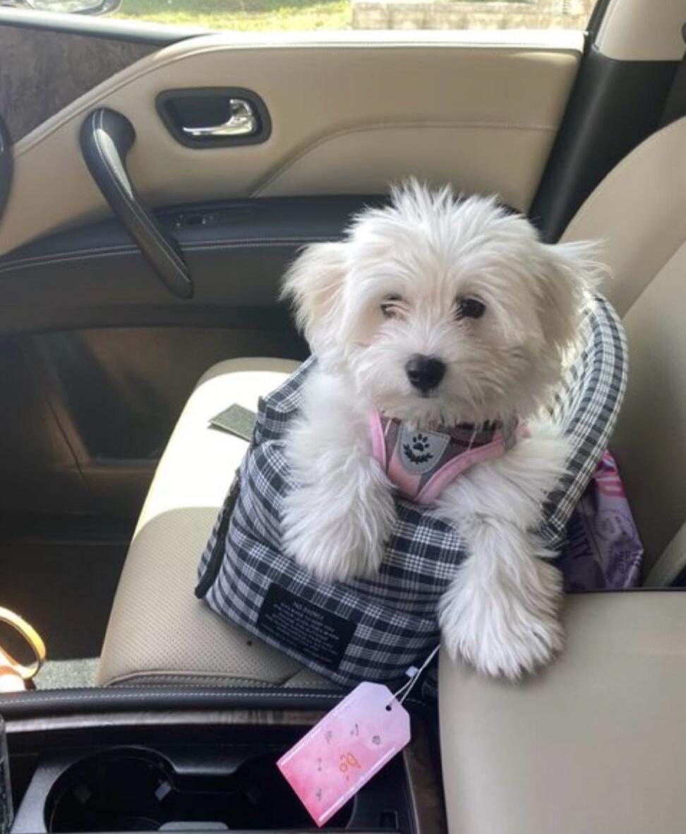 Cute white puppy in a plaid car seat with a pink harness.