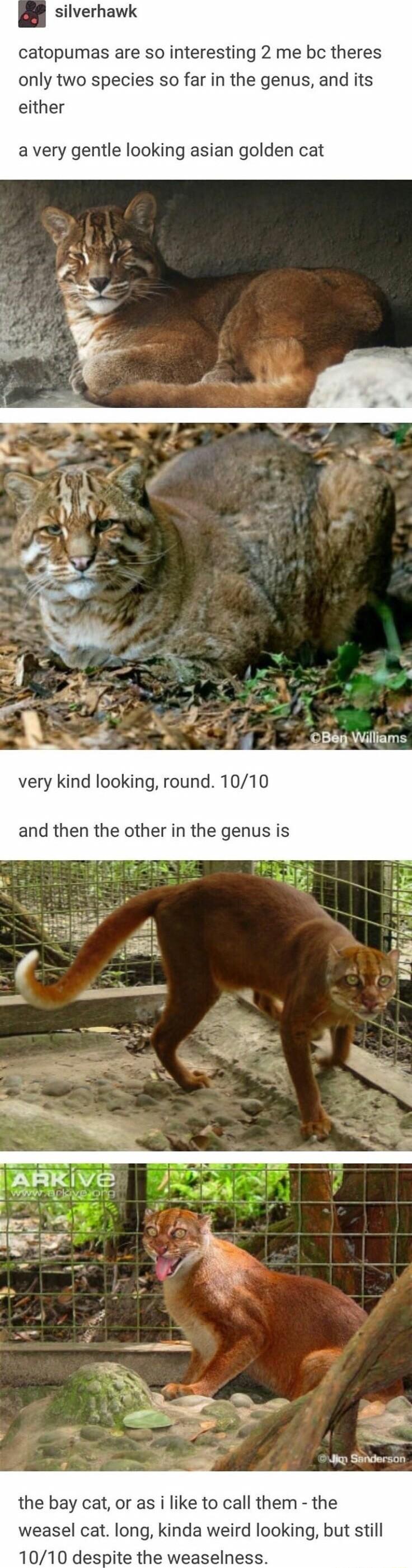 silverhawk catopumas are so interesting 2 me bc theres only two species so far in the genus and its either a very gentle looking asian golden cat By Williams very kind looking round 1010 and then the other in the genus is the bay cat or as i like to call them the weasel cat long kinda weird looking but still 1010 despite the weaselness