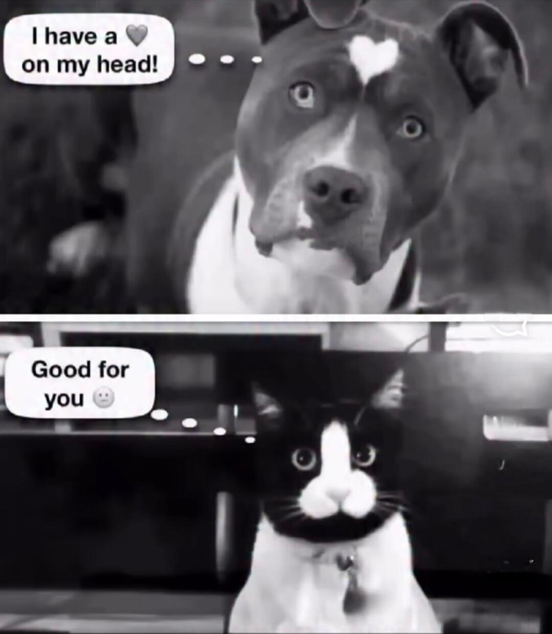 I have a heart on my head! ... Good for you