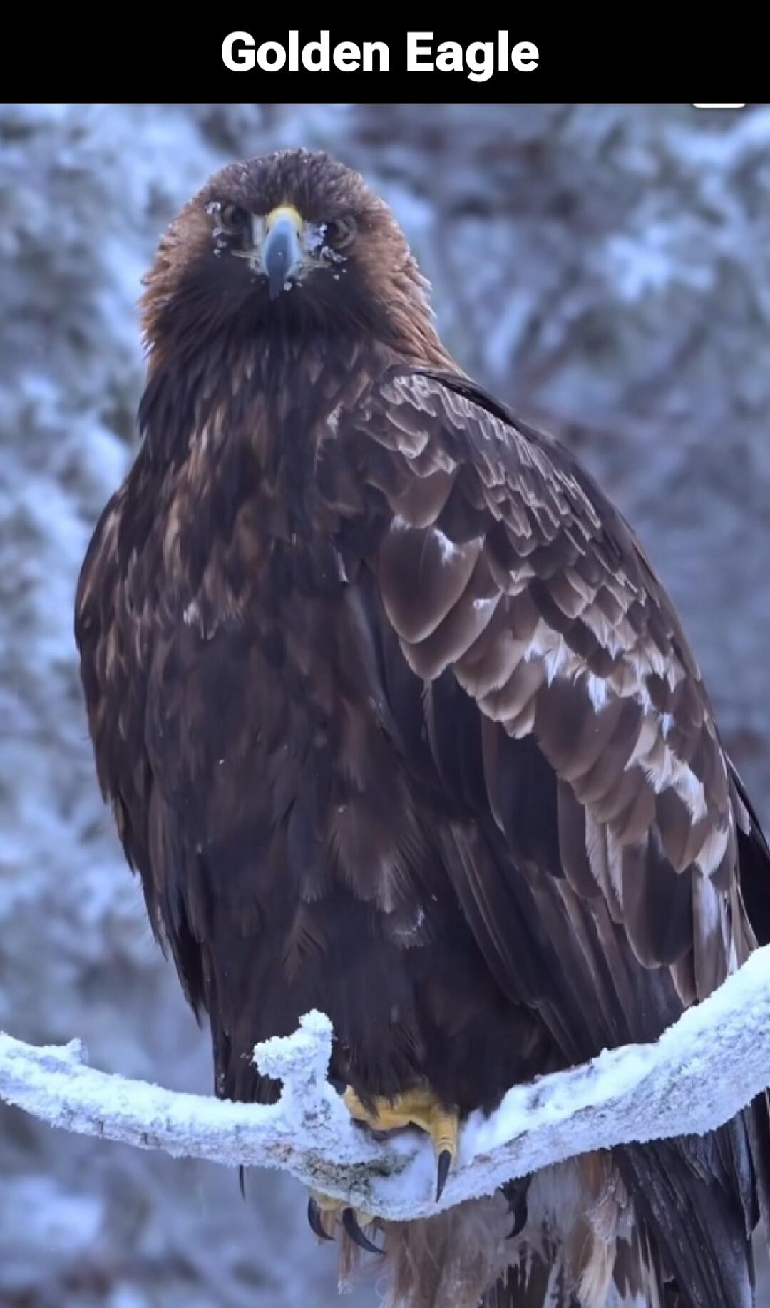 Golden Eagle