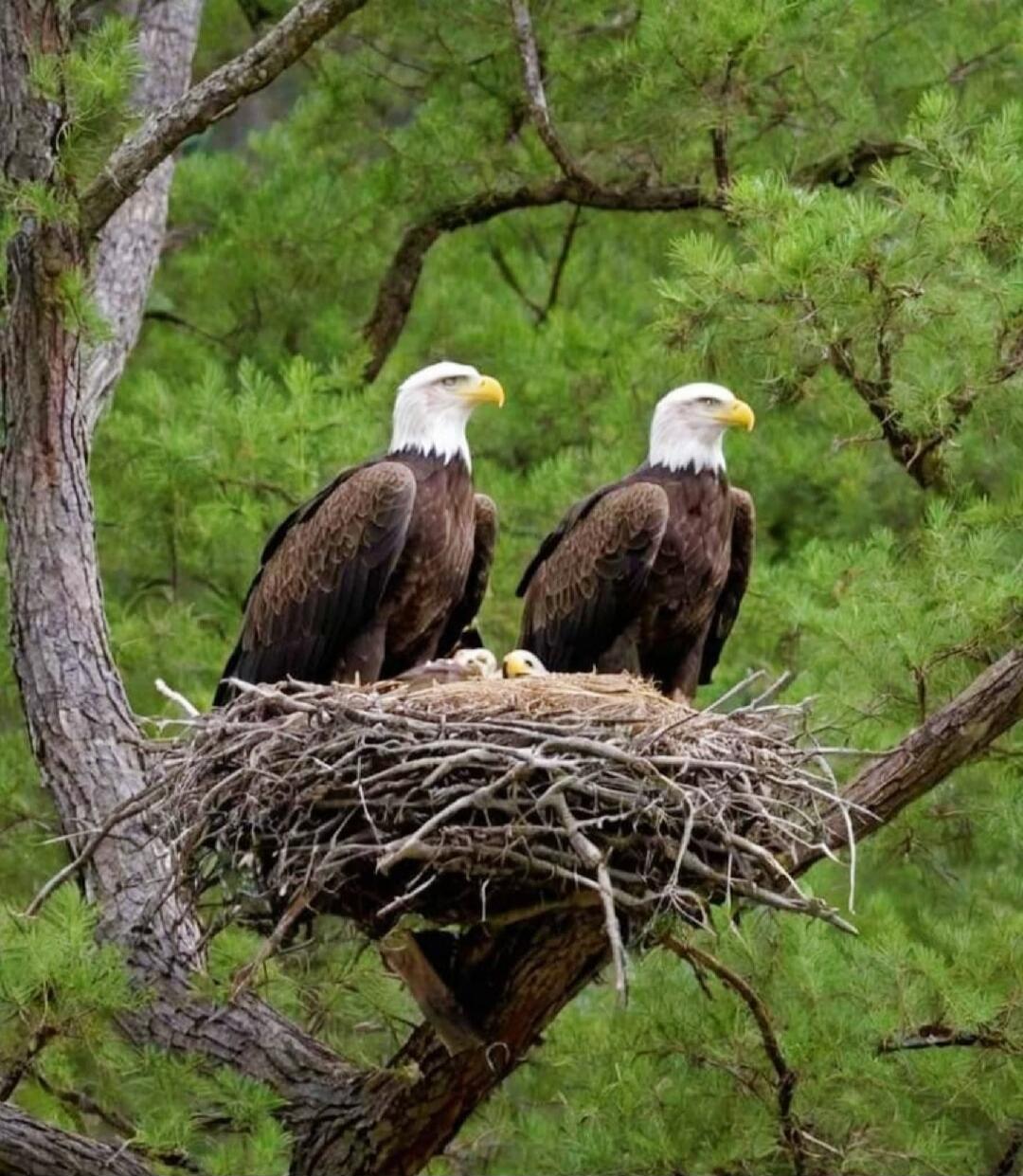 Two adult bald eagles with a chick in a large nest perched in a tree, surrounded by greenery.