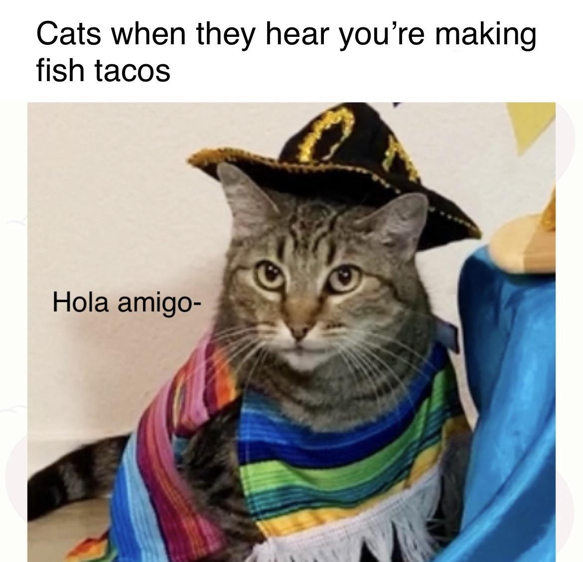 Cats when they hear youre making fish tacos Hola amigo