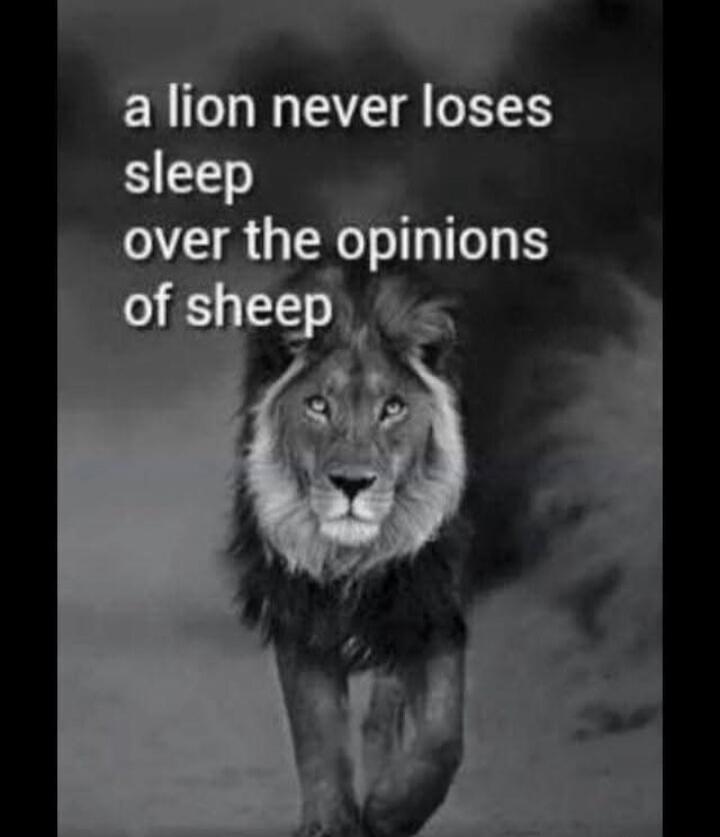 a lion never loses sleep over the opinions of sheep
