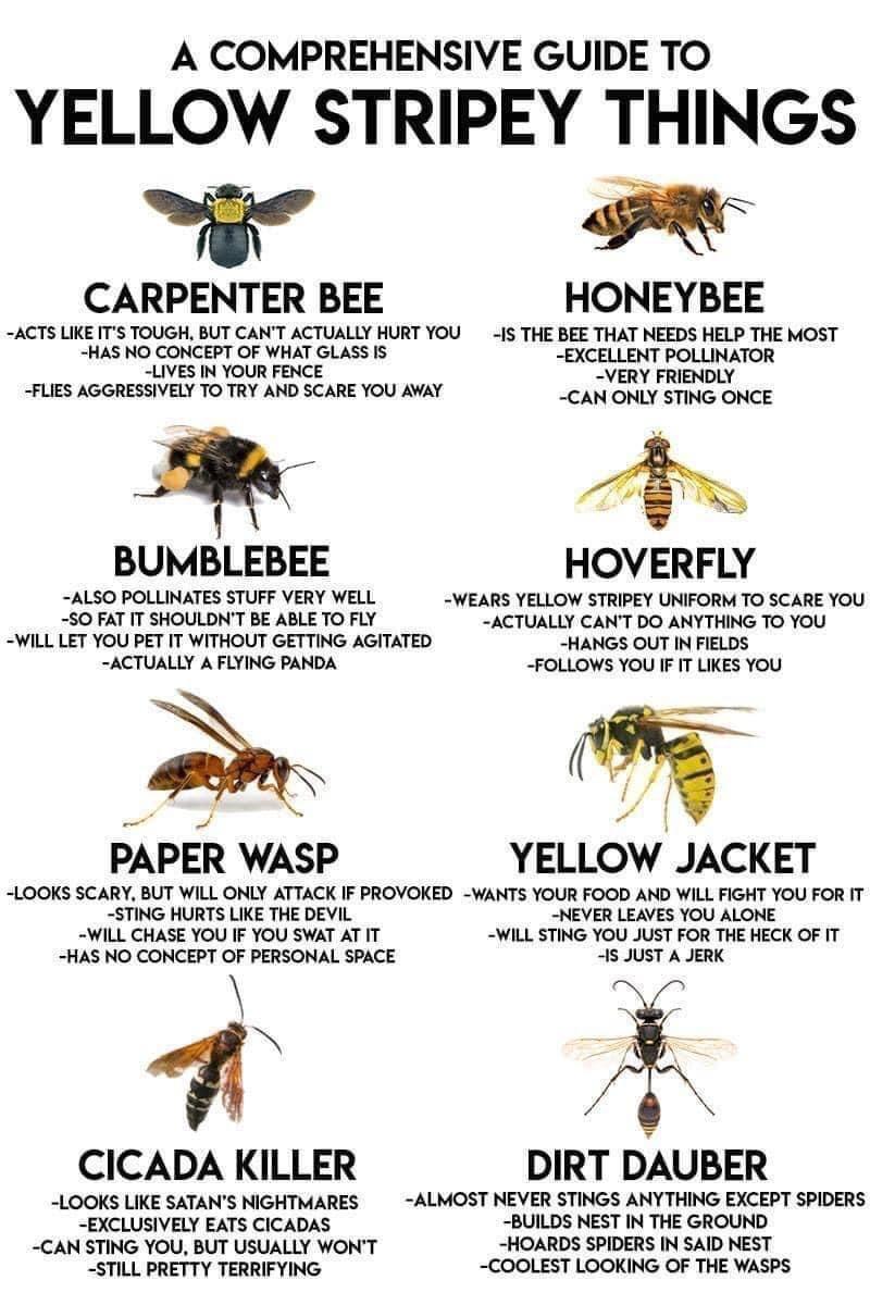 A COMPREHENSIVE GUIDE TO YELLOW STRIPEY THINGS S CARPENTER BEE HONEYBEE ACTS LIKE ITS TOUGH BUT CANT ACTUALLY HURT YOU IS THE BEE THAT NEEDS HELP THE MOST HAS NO CONCEPT OF WHAT GLASS IS EXCELLENT POLLINATOR LIVES IN YOUR FENCE VERY FRIENDLY FLIES AGGRESSIVELY TO TRY AND SCARE YOU AWAY _CAN ONLY STING ONCE BUMBLEBEE HOVERFLY ALSO POLLINATES STUFF VERY WELL WEARS YELLOW STRIPEY UNIFORM TO SCARE YOU