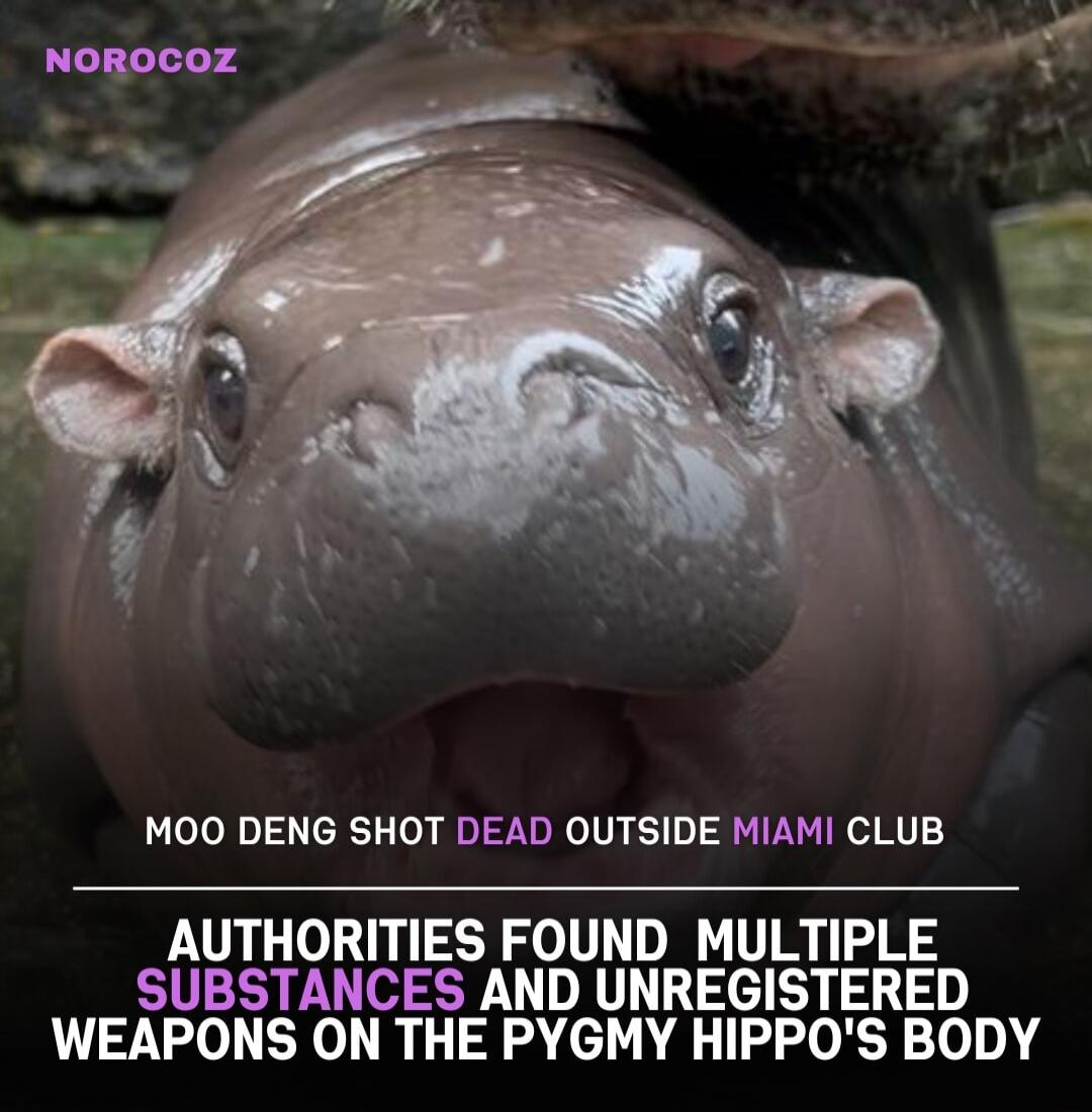 MOO DENG SHOT DEAD OUTSIDE MIAMI CLUB AUTHORITIES FOUND MULTIPLE SUBSTANCES AND UNREGISTERED WEAPONS ON THE PYGMY HIPPOS BODY