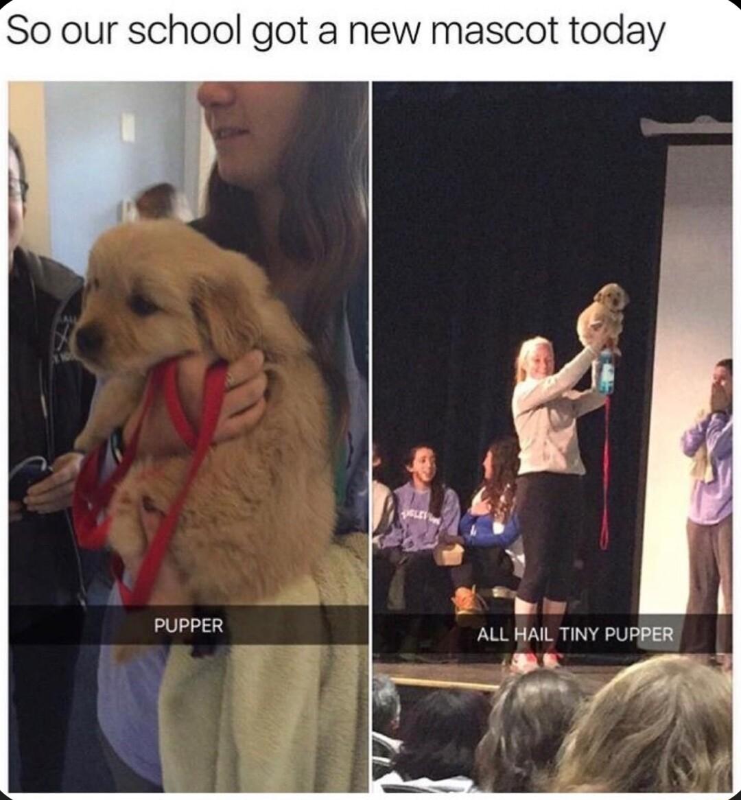 So our school got a new mascot today PUPPER ALL AL e