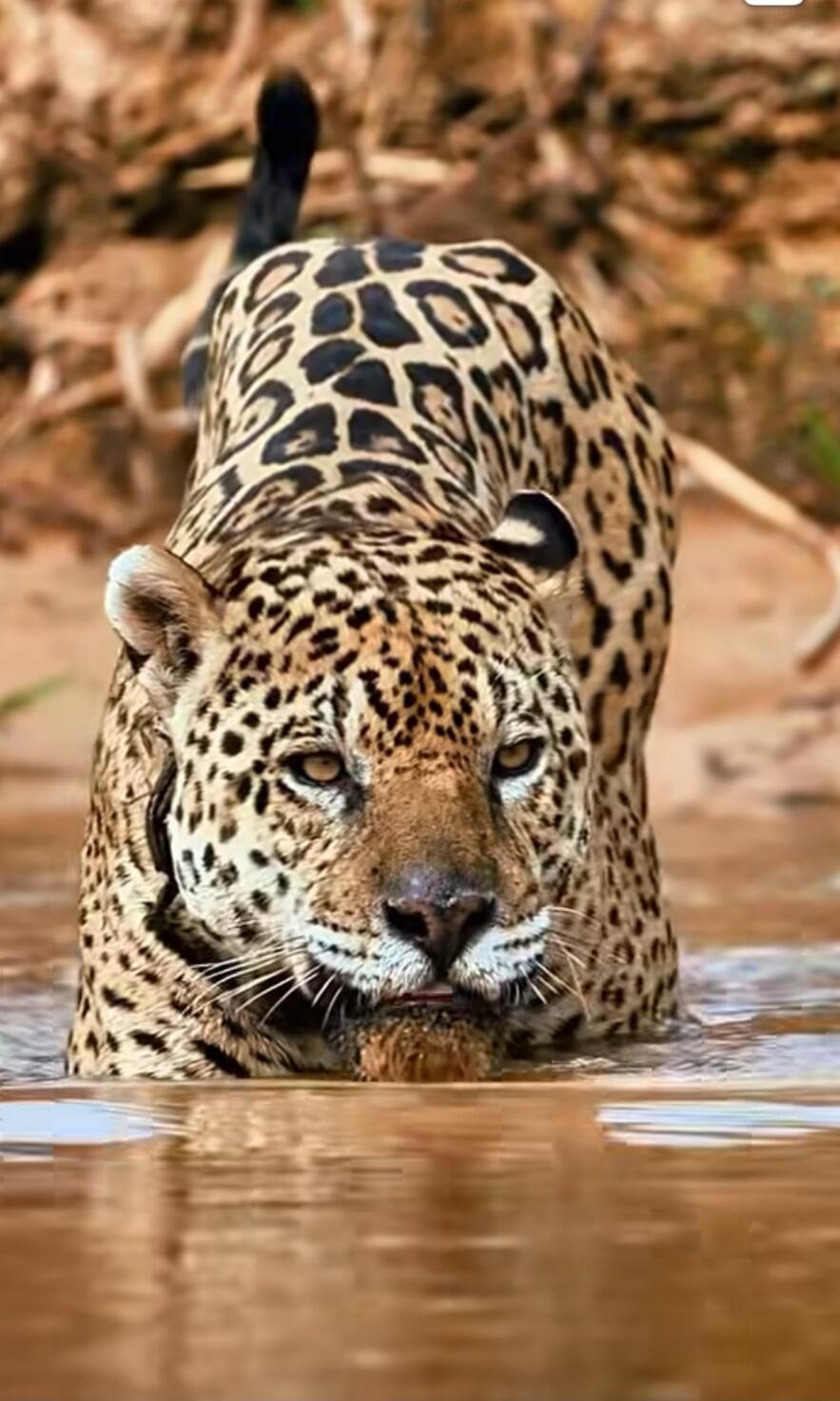 A jaguar wading through shallow water, facing the camera.