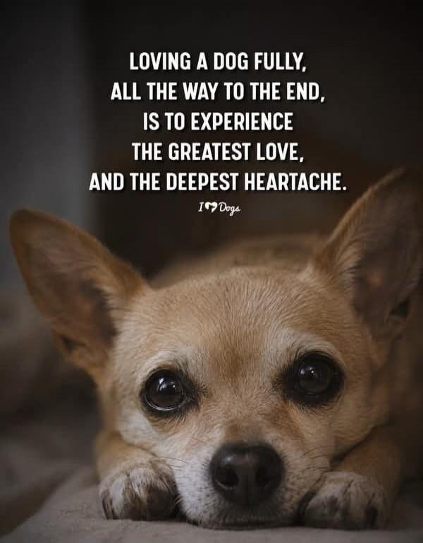 LOVING A DOG FULLY, ALL THE WAY TO THE END, IS TO EXPERIENCE THE GREATEST LOVE, AND THE DEEPEST HEARTACHE. I ❤️ Dogs