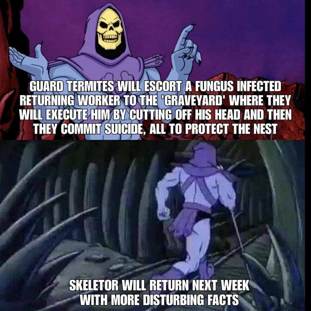 M HITT TEIIMITESWIllE CORTA HINGIIS INFECTED IIEWITNI WIIIKEB Tlj EX Il VEYAIII WHEIIE THEY 7 U 1 e SKELETOR WILL RETURN NEXT WEEK NITH MORE DISTUHBINE FACTS