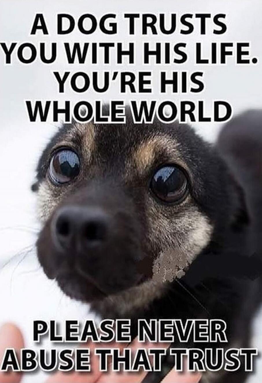 A DOG TRUSTS YOU WITH HIS LIFE. YOU'RE HIS WHOLE WORLD PLEASE NEVER ABUSE THAT TRUST
