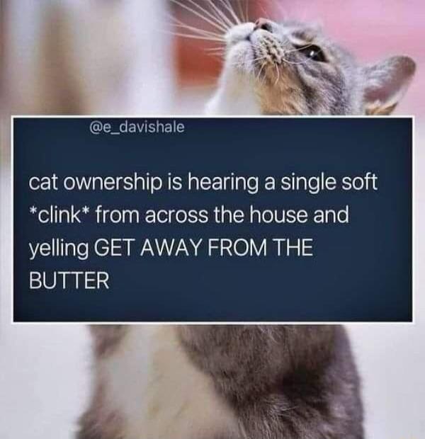 CE B cat ownership is hearing a single soft clink from across the house and yelling GET AWAY FROM THE BUTTER