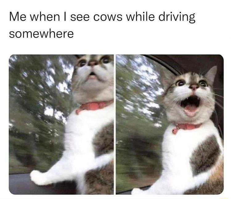 Me when see cows while driving somewhere