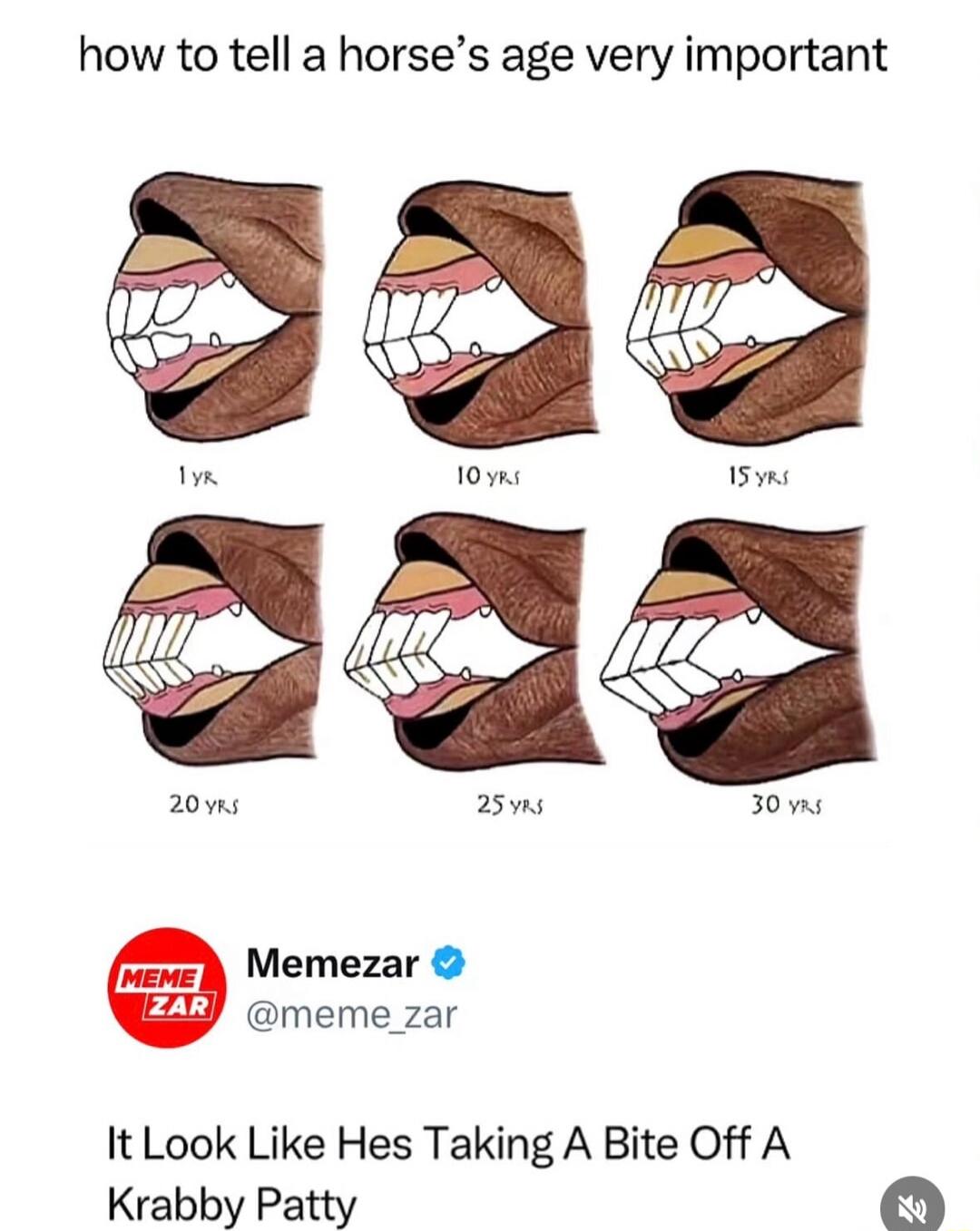 how to tell a horse's age very important 1 YR 10 YRS 15 YRS 20 YRS 25 YRS 30 YRS Memezar @meme_zar It Look Like Hes Taking A Bite Off A Krabby Patty