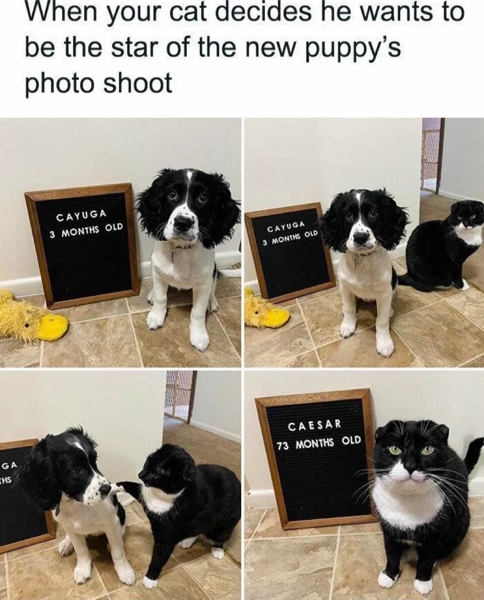 When your cat decides he wants to be the star of the new puppys photo shoot