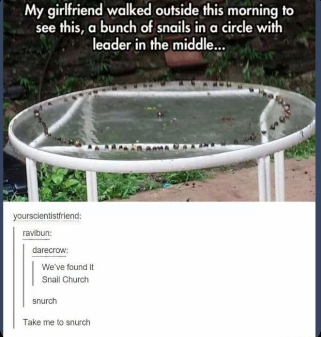 My girlfriend walked outside this morning to see this a bunch of snails in a circle with leader in the middle
