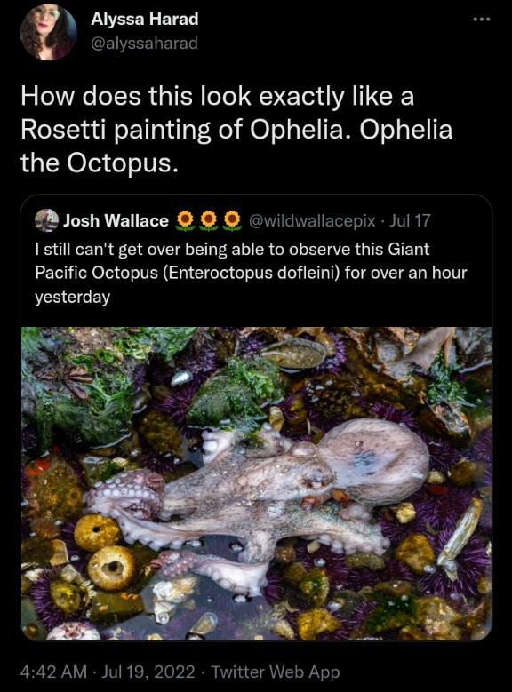 How does this look exactly like a Rosetti painting of Ophelia Ophelia AGIENOICIRIIER Josh Wallace wildwallacepix Jul 17 I still cant get over being able to observe this Giant Pacific Octopus Enteroctopus dofleini for over an hour yesterday 442 AM Jul 19 2022 Twitter Web App
