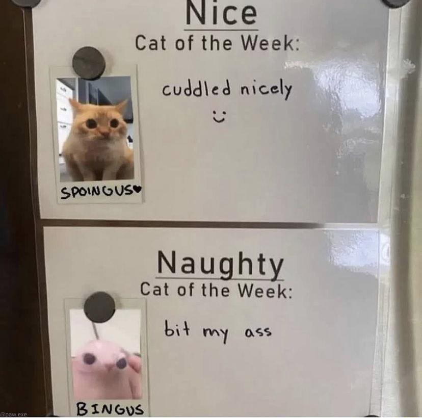 Nice Cat of the Week cudded nicely Naughty Cat of the Week bit my oss