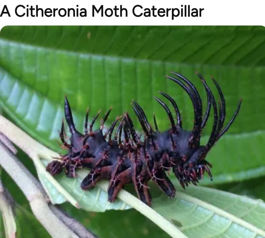 A Citheronia Moth Caterpillar