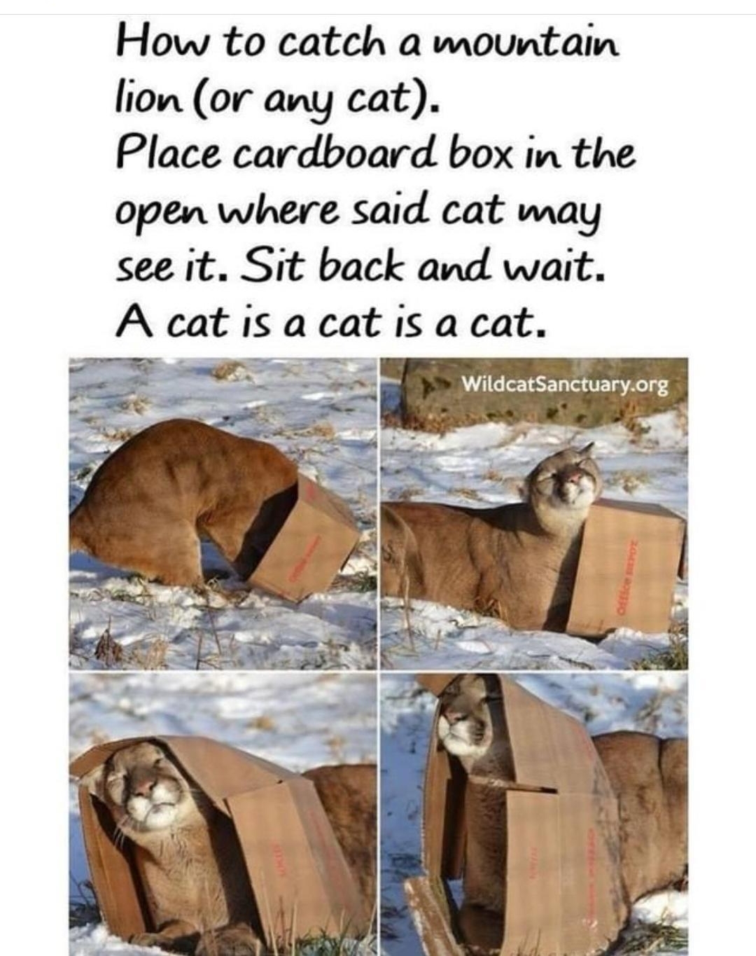 How to catch a wountain lion or any cat Place cardboard box in the open where said cat wmay see it Sit back and wait A cat is a cat is a cat