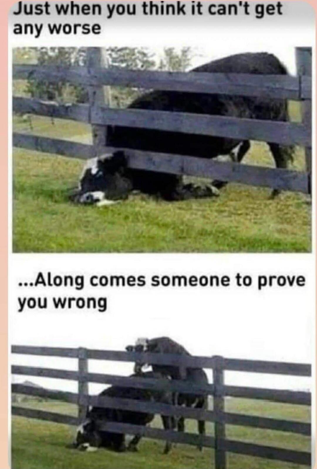 Just when you think it can't get any worse...Along comes someone to prove you wrong. A meme showing a cow stuck under a fence, and then another cow attempting to mount it, illustrating a situation where things go from bad to worse.
