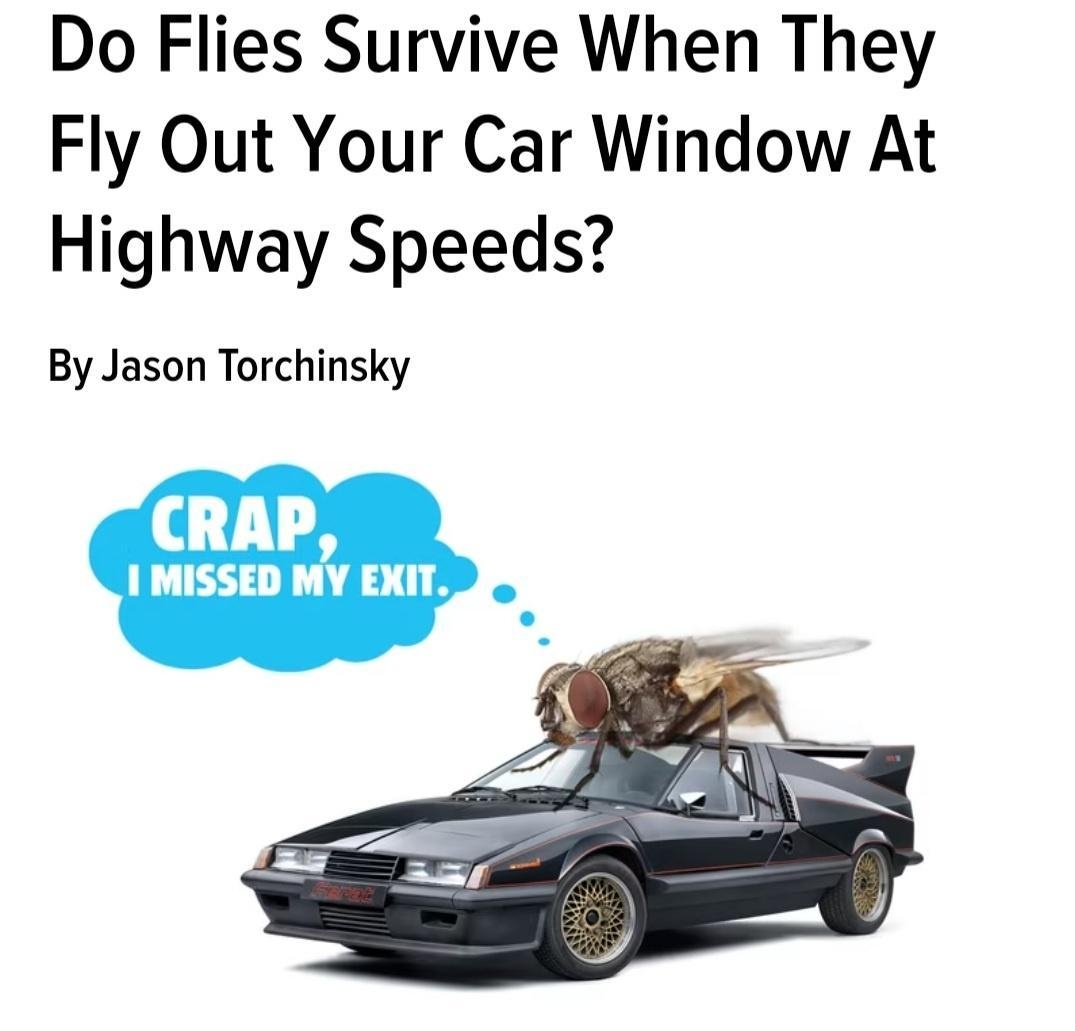 Do Flies Survive When They Fly Out Your Car Window At Highway Speeds By Jason Torchinsky CRAP I MISSED MY EXIT L RSN e