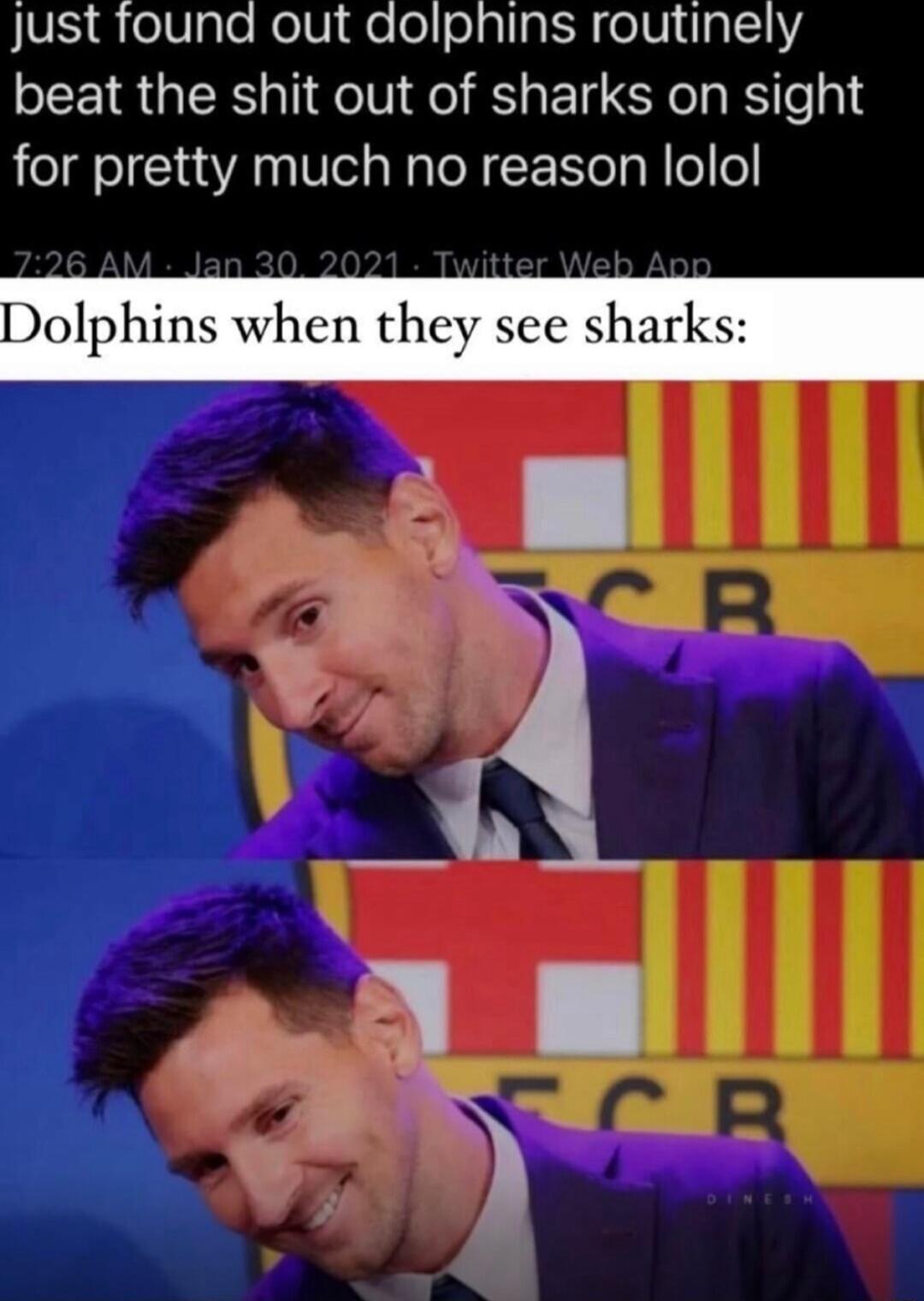 Just found out aolphins routinely beat the shit out of sharks on sight for pretty much no reason lolol Dolphins when they see sharks