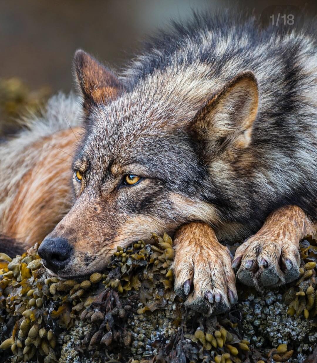 A grey wolf resting on a rocky surface.