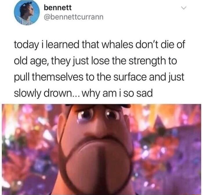 bennett bennettcurrann today i learned that whales dont die of old age they just lose the strength to pull themselves to the surface and just slowly drownwhy am i so sad Z
