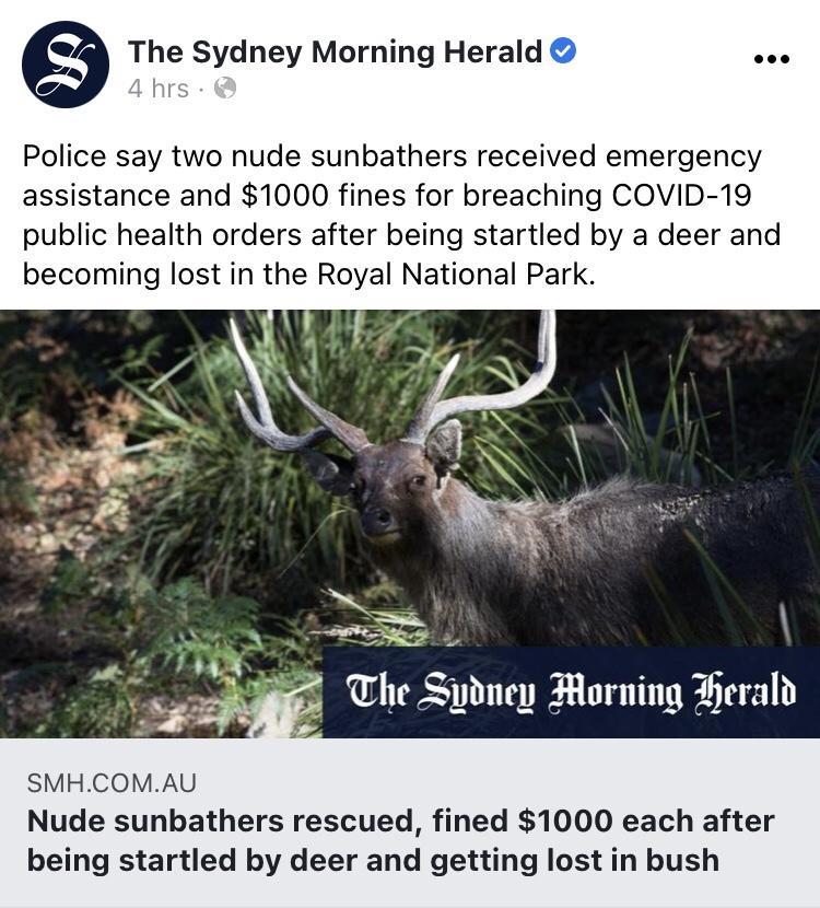 9 The Sydney Morning Herald o Police say two nude sunbathers received emergency assistance and 1000 fines for breaching COVID 19 public health orders after being startled by a deer and becoming lost in the Royal National Park SMHCOMAU Nude sunbathers rescued fined 1000 each after being startled by deer and getting lost in bush