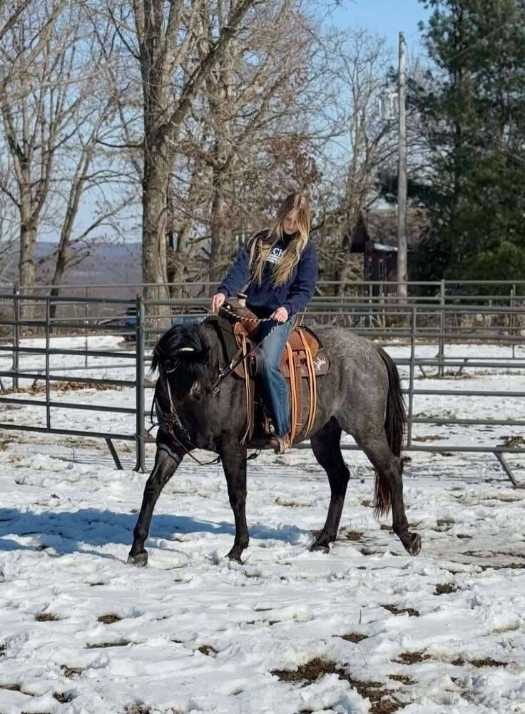 A person riding a dark horse in a snowy outdoor pen. The rider wears a blue jacket and jeans, with a saddle and reins, while bare trees and a fence surround the area.