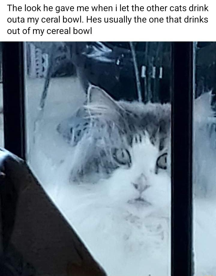 The look he gave me when i let the other cats drink outa my ceral bowl Hes usually the one that drinks out of my cereal bowl