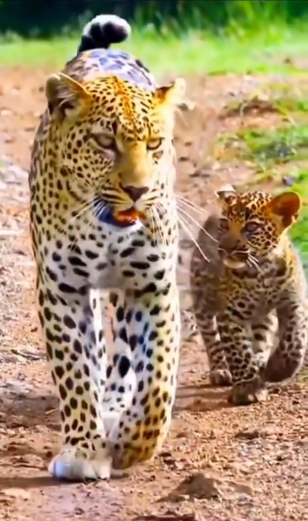 A leopard and a leopard cub walking on a dirt path.