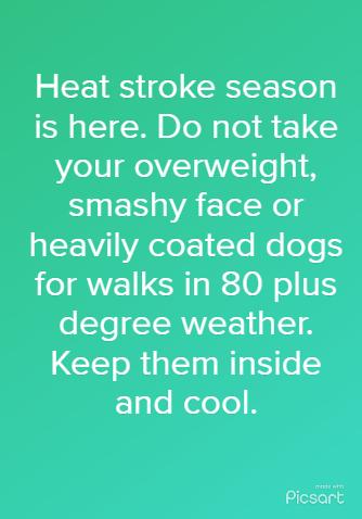 Heat stroke season S E A R I G your overweight smashy face or L A L 1 Yoo oe for walks in 80 plus e LYo CIERWEE 119114 Keep them inside Elile K eloTo X Picsart