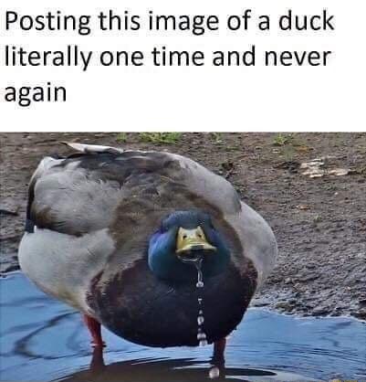 Posting this image of a duck literally one time and never again