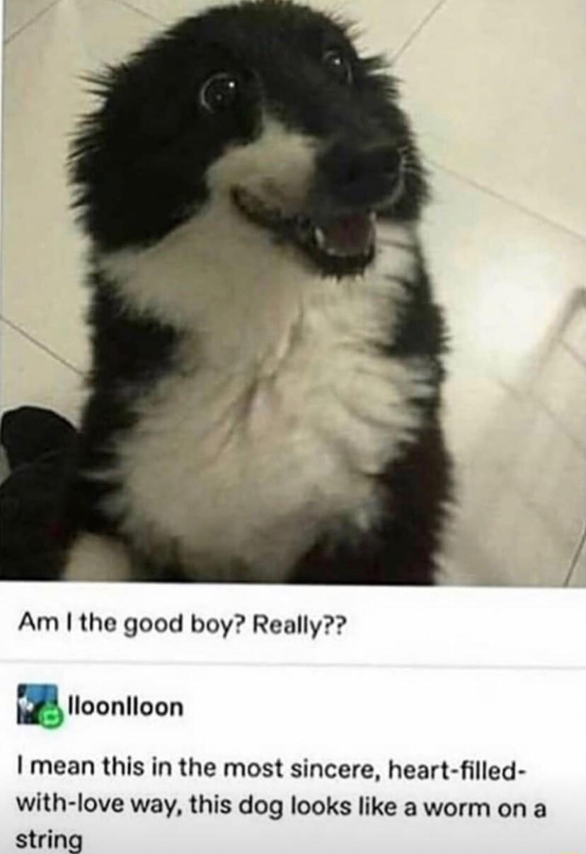 Am the good boy Really llloonloon I mean this in the most sincere heart filled with love way this dog looks like a worm on a string