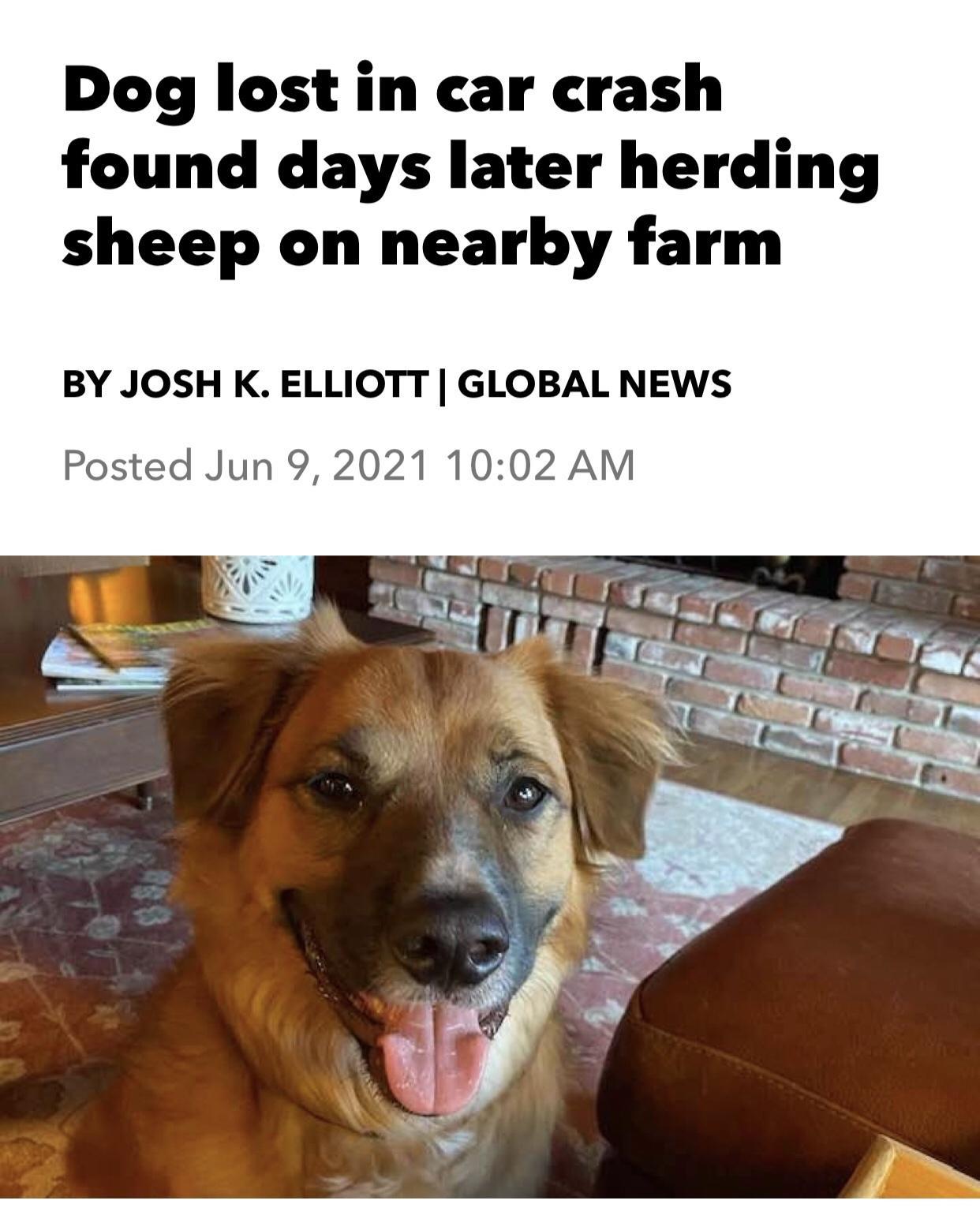 Dog lost in car crash found days later herding sheep on nearby farm BY JOSH K ELLIOTT GLOBAL NEWS Posted Jun 92 2021 1002 AM