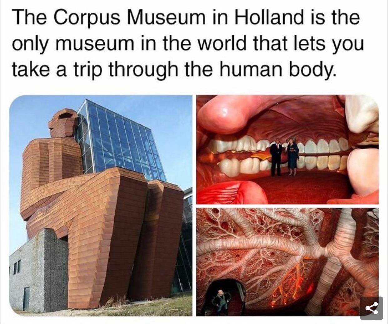 The Corpus Museum in Holland is the only museum in the world that lets you take a trip through the human body
