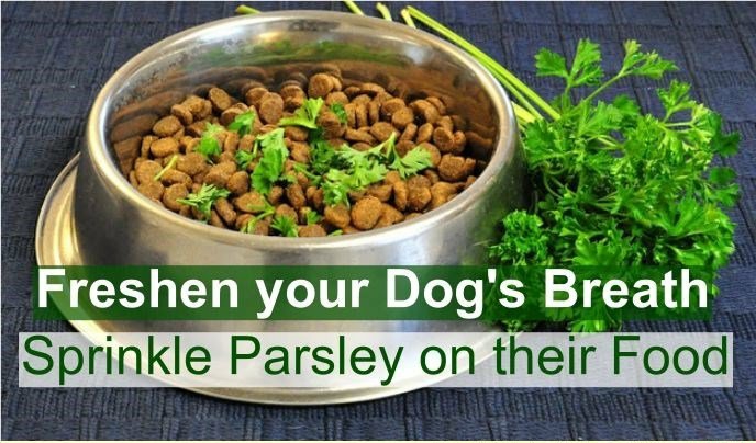 1 Freshen your Dogs Breath Sprinkle Parsley on their Food