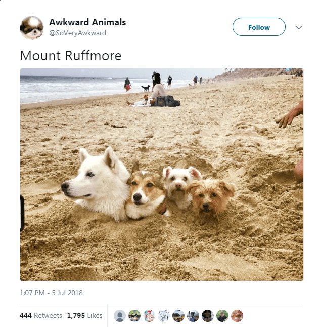 _4 Awkward Animals o 8 SoVeryAwkward Mount Ruffmore 107 PM 5 Jul 2018 444 Retveets 1795 Likes 8