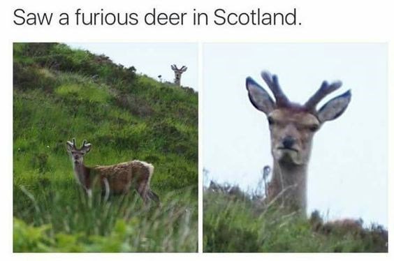 Saw a furious deer in Scotland