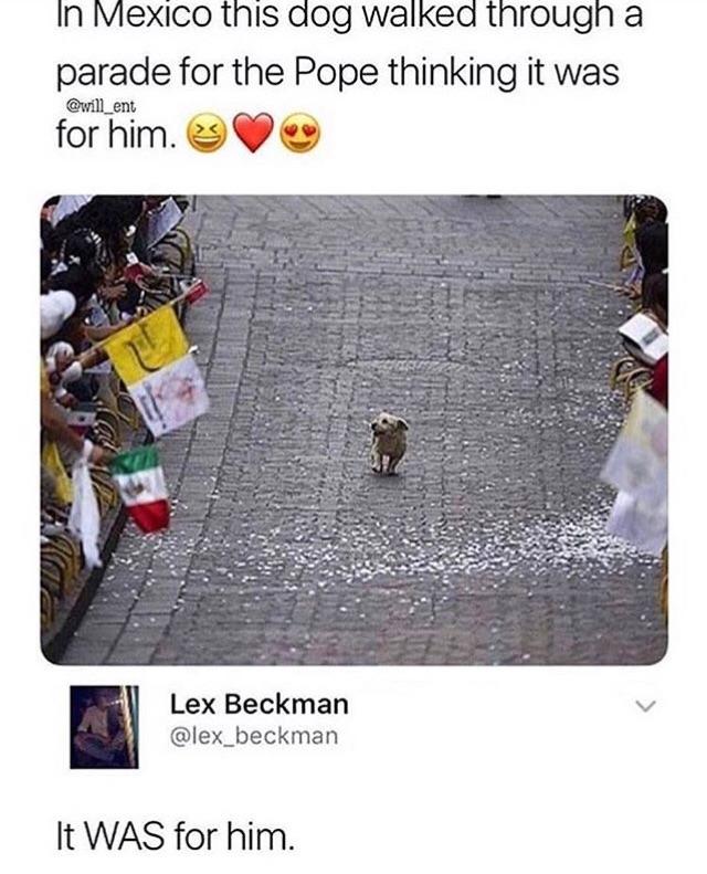 In Mexico this dog walkead through a parade for the Pope thinking it was will_ent for him A Lex Beckman v lex_beckman It WAS for him