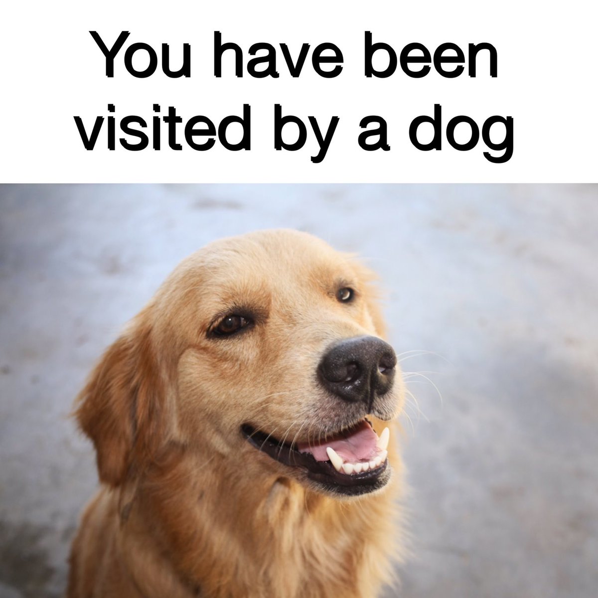 You have been visited by a dog