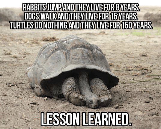 LTSI ERONELS ST REBETS B TURTLES DO NOTHING ANDTHEY IVEIFORI50YEARS 3