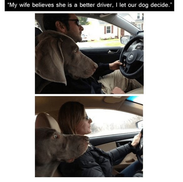 My wife believes she is a better driver let our dog decid