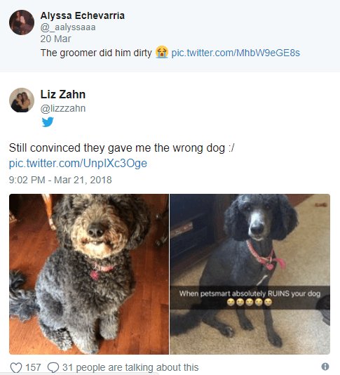 Alyssa Echevarria _salyssaaa 20 Mar The groomer did him dirty pic twitter comMhbW9eGESS Liz Zahn izzzahn L 4 Still convinced they gave me the wrong dog pictwittercomUnpIXc30ge 902 PM Mar 21 2018 9 157 Q 31 people are talking about this