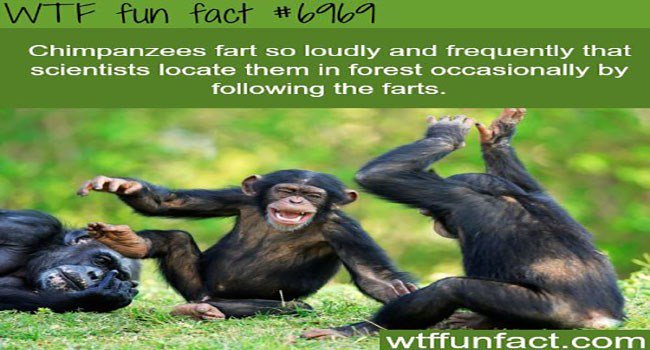Chimpanzees fart so loudly and frequently that scientists locate them in forest occasionally by following the farts