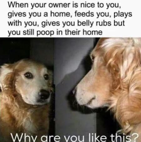 When your owner is nice to you gives you a home feeds you plays with you gives you belly rubs but you still poop in their home Whv are vou like tHis
