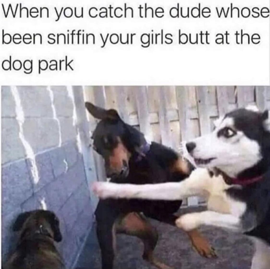 When you catch the dude whose been sniffin your girls butt at the dog park TR T 2 3 i9