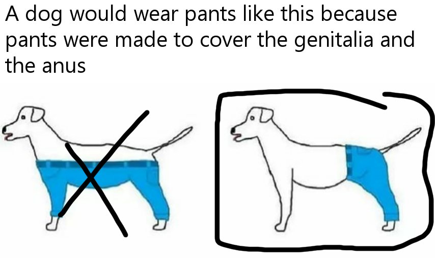 A dog would wear pants like this because pants were made to cover the genitalia and the anus