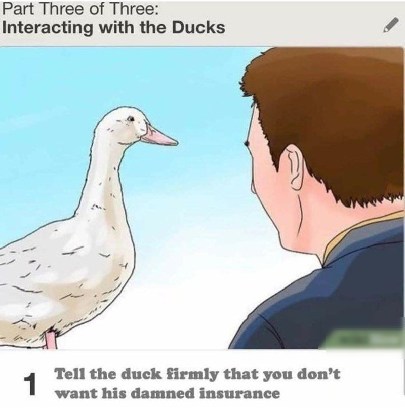 Part Three of Three Interacting with the Ducks 4 1 Tell the duck firmly that you dont want his damned insurance